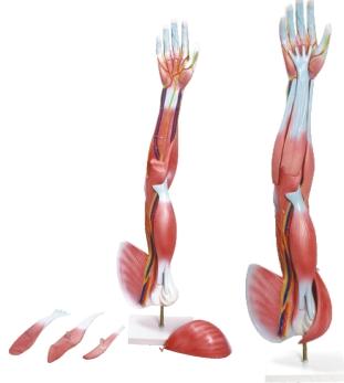 braco musculado tgd-4010